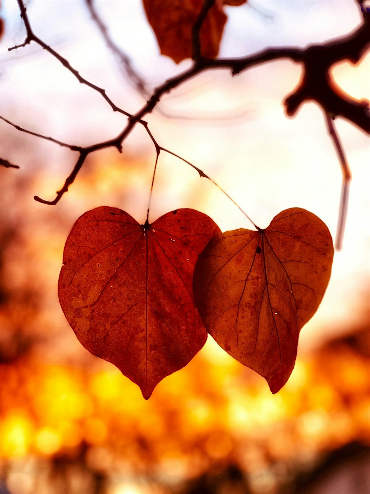 Autumn Equinox Sound Bath