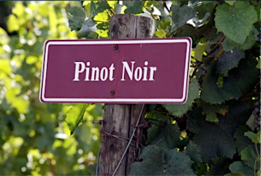 The Many Shades of Pinot Noir
