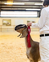 Intro to Showing Goats: Clipping and Ring Prep