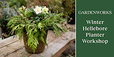 Winter Hellebore Planter Workshop at GARDENWORKS Burnaby-Lougheed