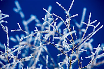 Cold Weather Plant Preparedness