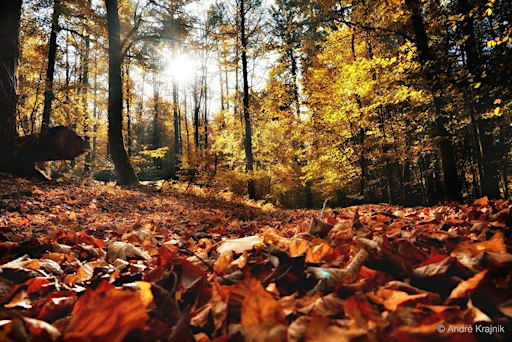 Waldfotografie
