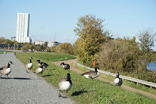 Guided Bird Walk