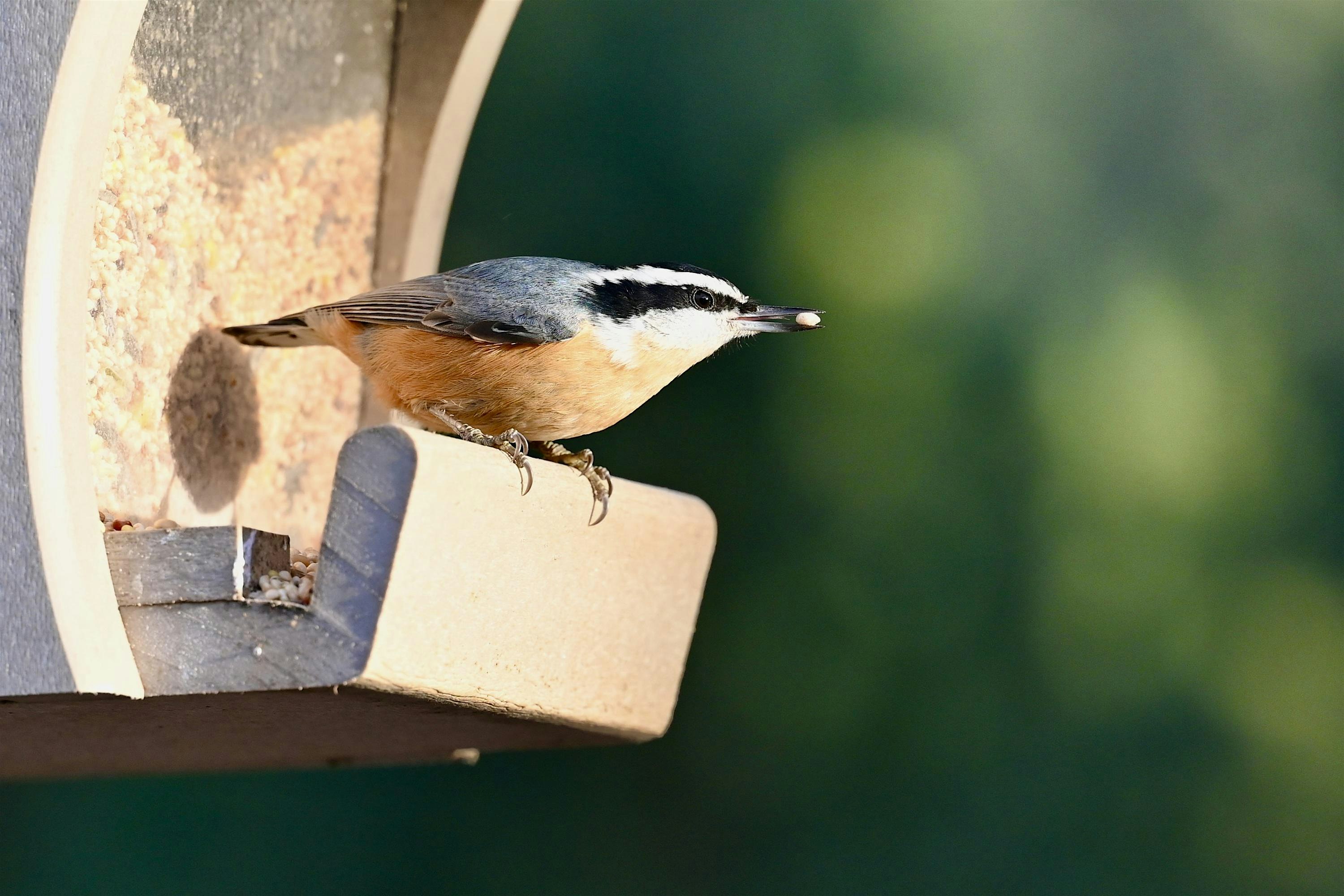 Guided Birdwatching for People with Mobility Challenges