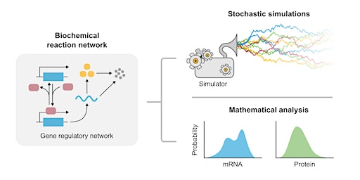 MIG Workshop: Fundamentals of biochemical modelling