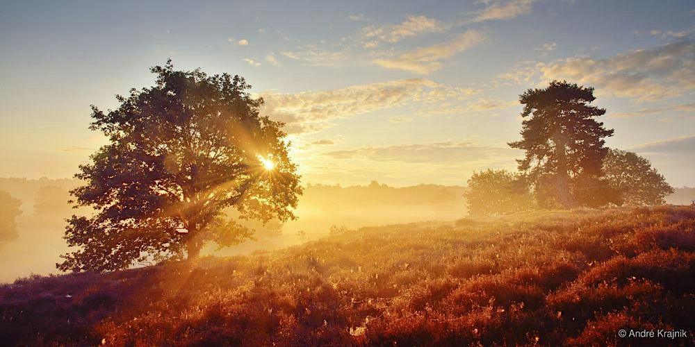 Landschaft, Licht und Farbe in der Heide fotografieren