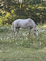 Full Moon in the Afternoon-A Benefit for Wild Currant Sanctuary