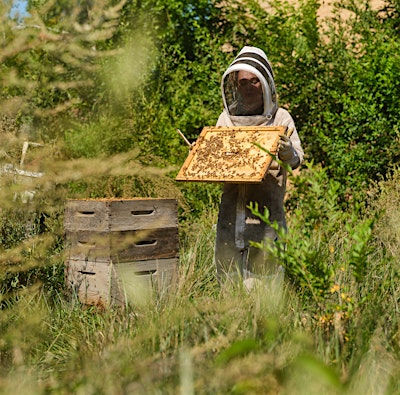 Honey Harvest at The Gardens