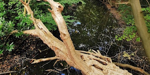 Bosbaden / Shinrin-Yoku / Forest Bathing - Natuurpark Wolfslaar, Breda