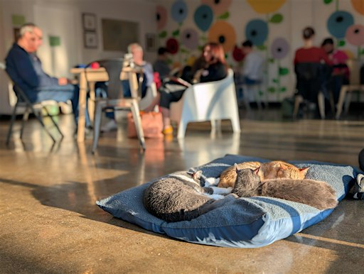 Cozy Night with Cats