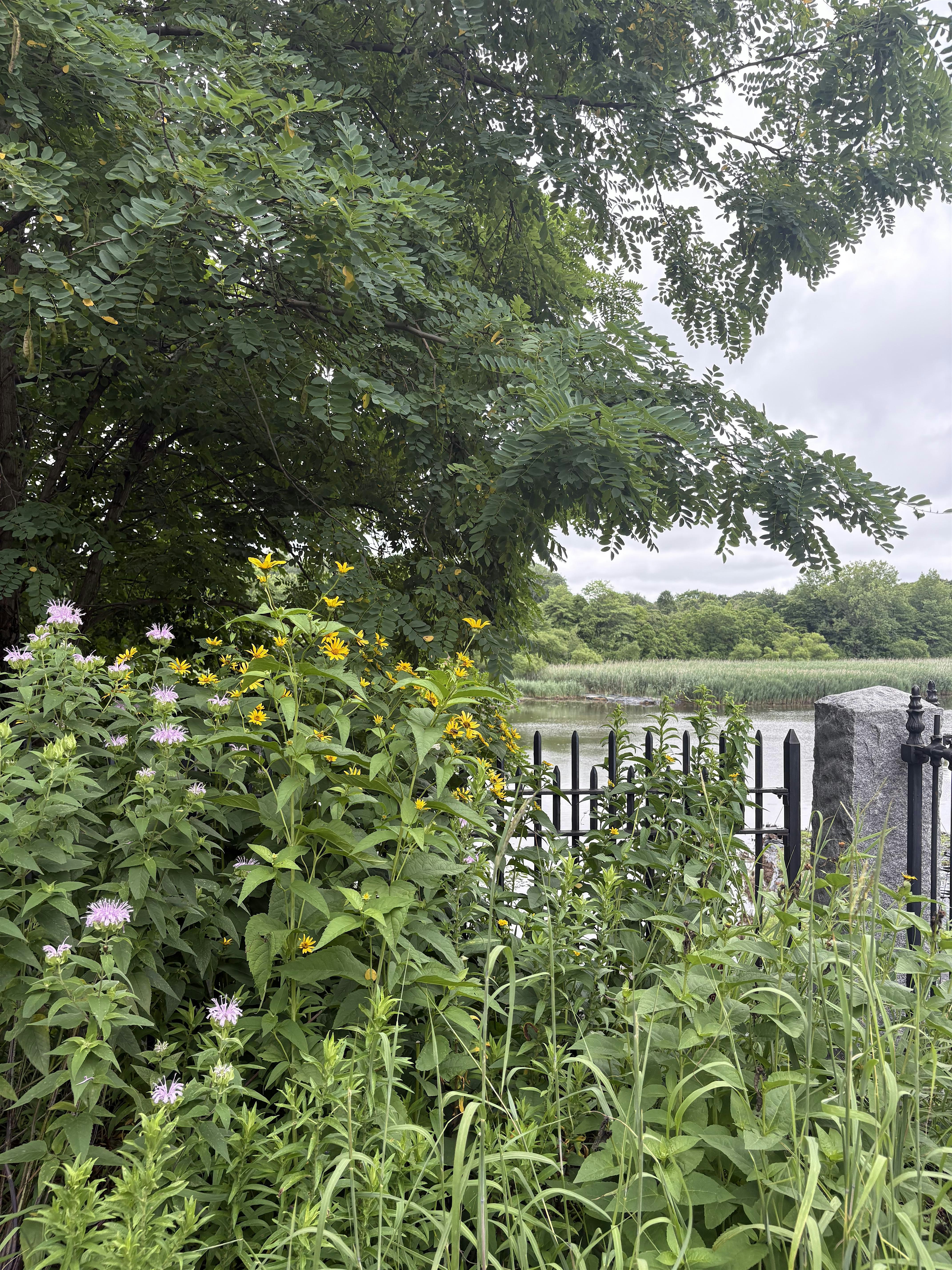 Medicinal Plant ID Walk at the Ridgewood Reservoir
