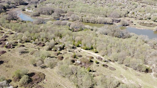 SLBI Series. Urban rewilding: pasts and possible futures.