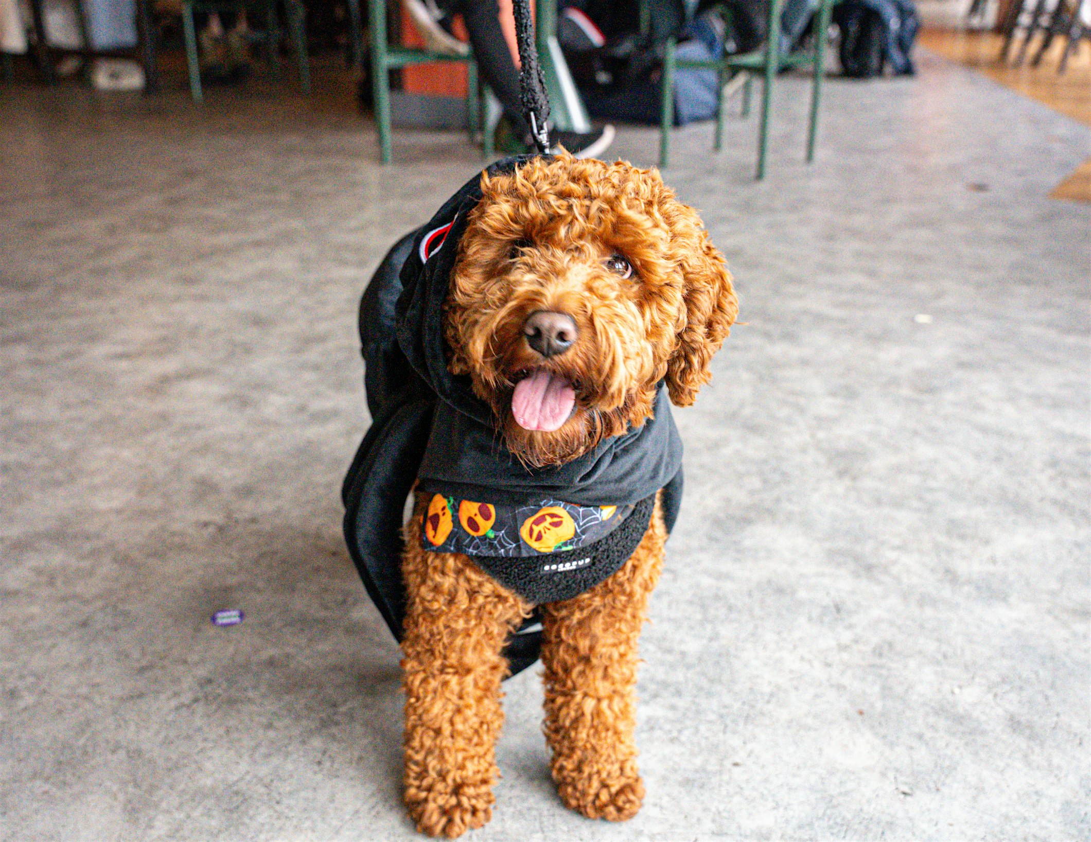 Howl'o'ween Dog Tea Party