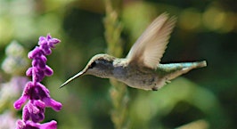 Birds of Alemany Farm: Bird Walk