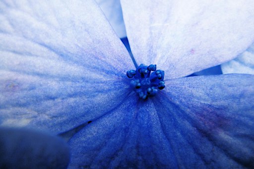 Corde in Recital: BLUE IN BLUE