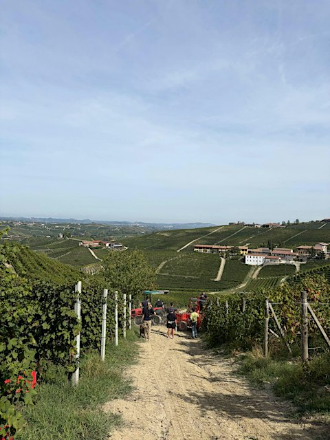 Barolo: The Inside Word from Harvest 2026