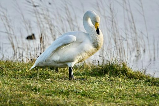 Wintervogels in de Castricum Duinen
