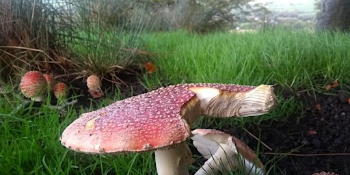 Glossop woods & moorland mushroom forage - waxcaps and interesting species!