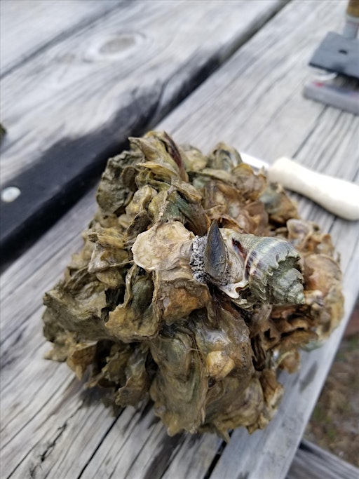 Apalachicola Bay Oysters
