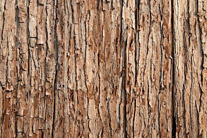 Wellbeing Wednesday, Can’t See The Wood For The Trees!