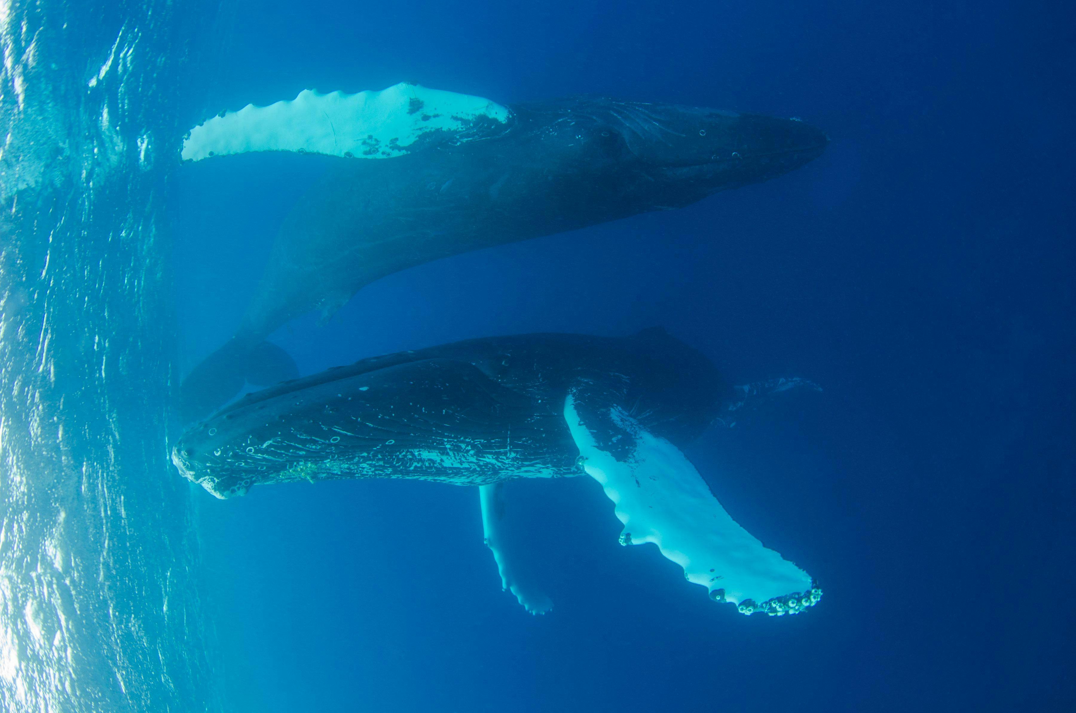 Cetacean Songs