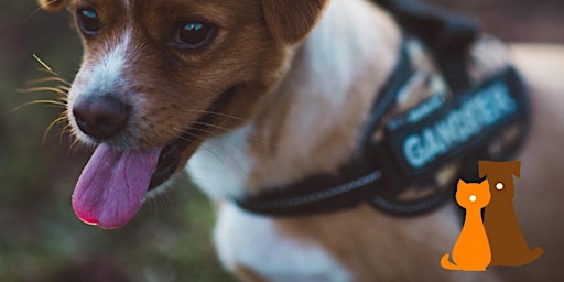Het wandelvragenuurtje: Puppy's