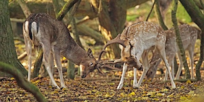 Wildwandeling met gids