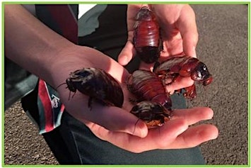Backyard Bugs, ages 5-12  $3.00 per child
