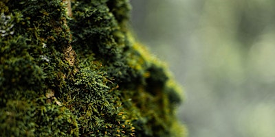 Fougère, Raw to Refined: A Natural Perfume Workshop (in person)
