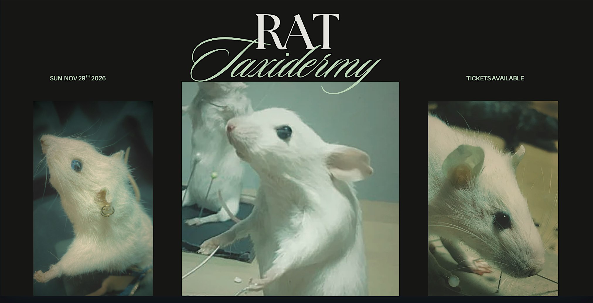 Rat Taxidermy Workshop
