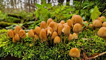 Herfstwandeling op zondag  11 oktober  in  Broekpolder Vlaardingen