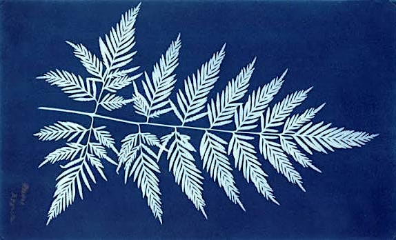 Botanical Cyanotype Workshop