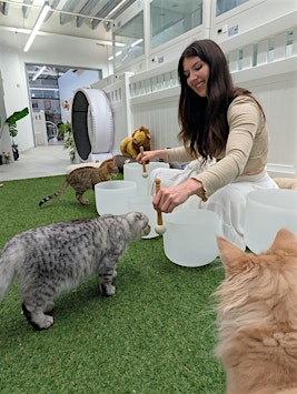 Sound Bath with Cats