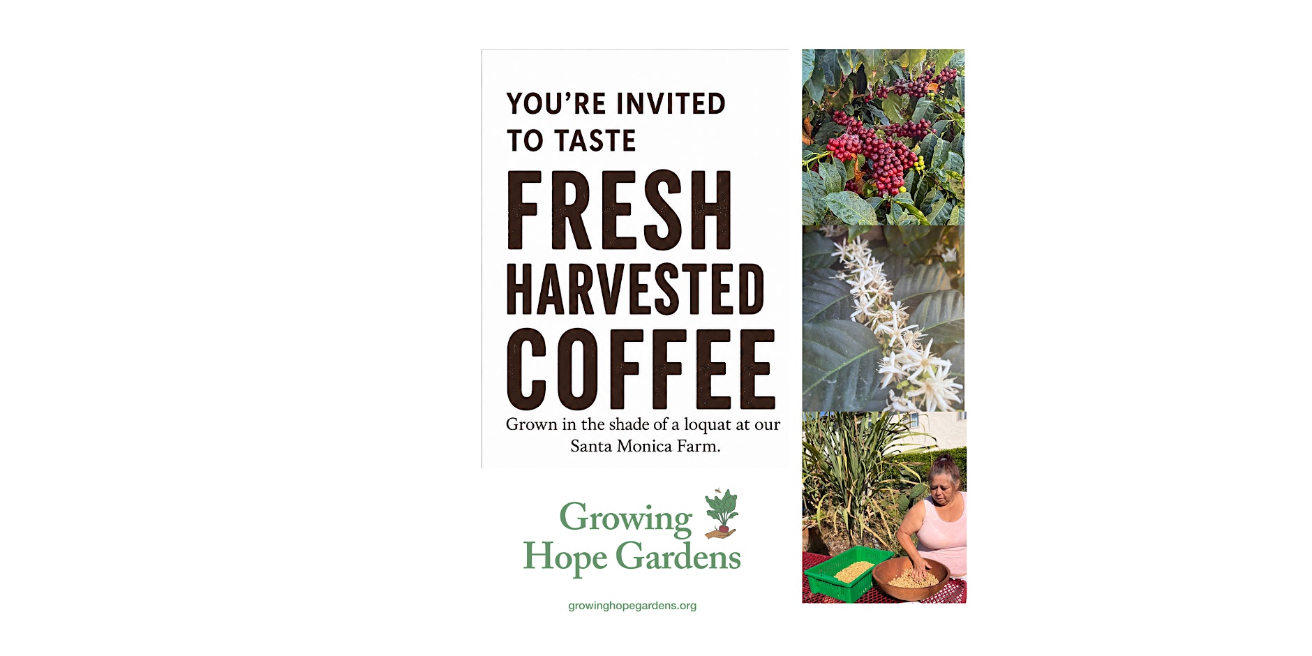 Taste our fresh harvested Santa Monica shade grown coffee