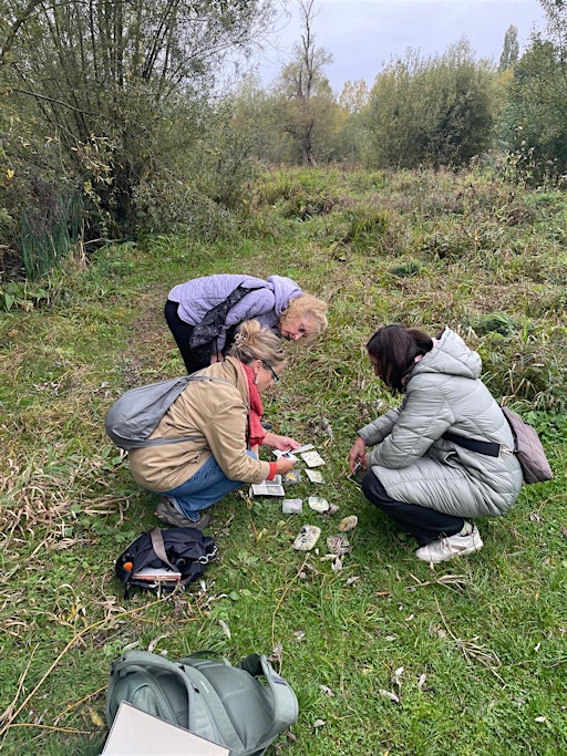 Notre Forêt : championne des champignons