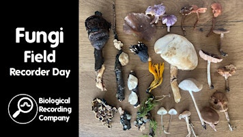 Fungi Field Recorder Day