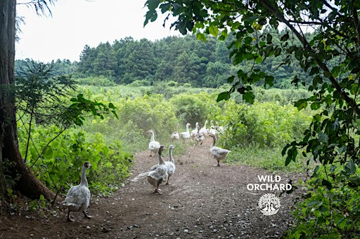ROOTED TOGETHER: A Wild Orchard Tea Night