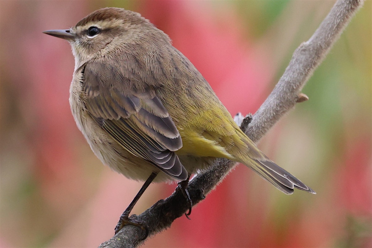 Birding with Beni: Fall Birding