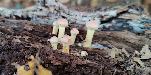 Fungi Walk at Lords Bushes - Epping Forest Guided Walk