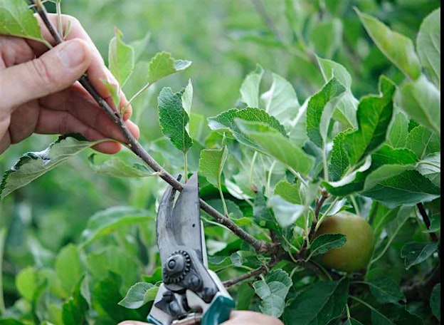 Summer Fruit Tree Pruning