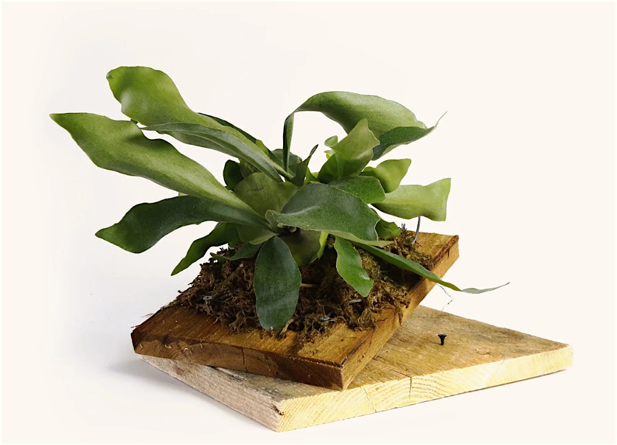 Ferns on Boards