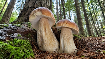 Funghi: Meraviglie della Natura
