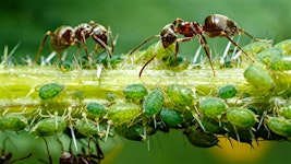 Sortie "Percez les mystères du parasitisme" à Eschentzwiller
