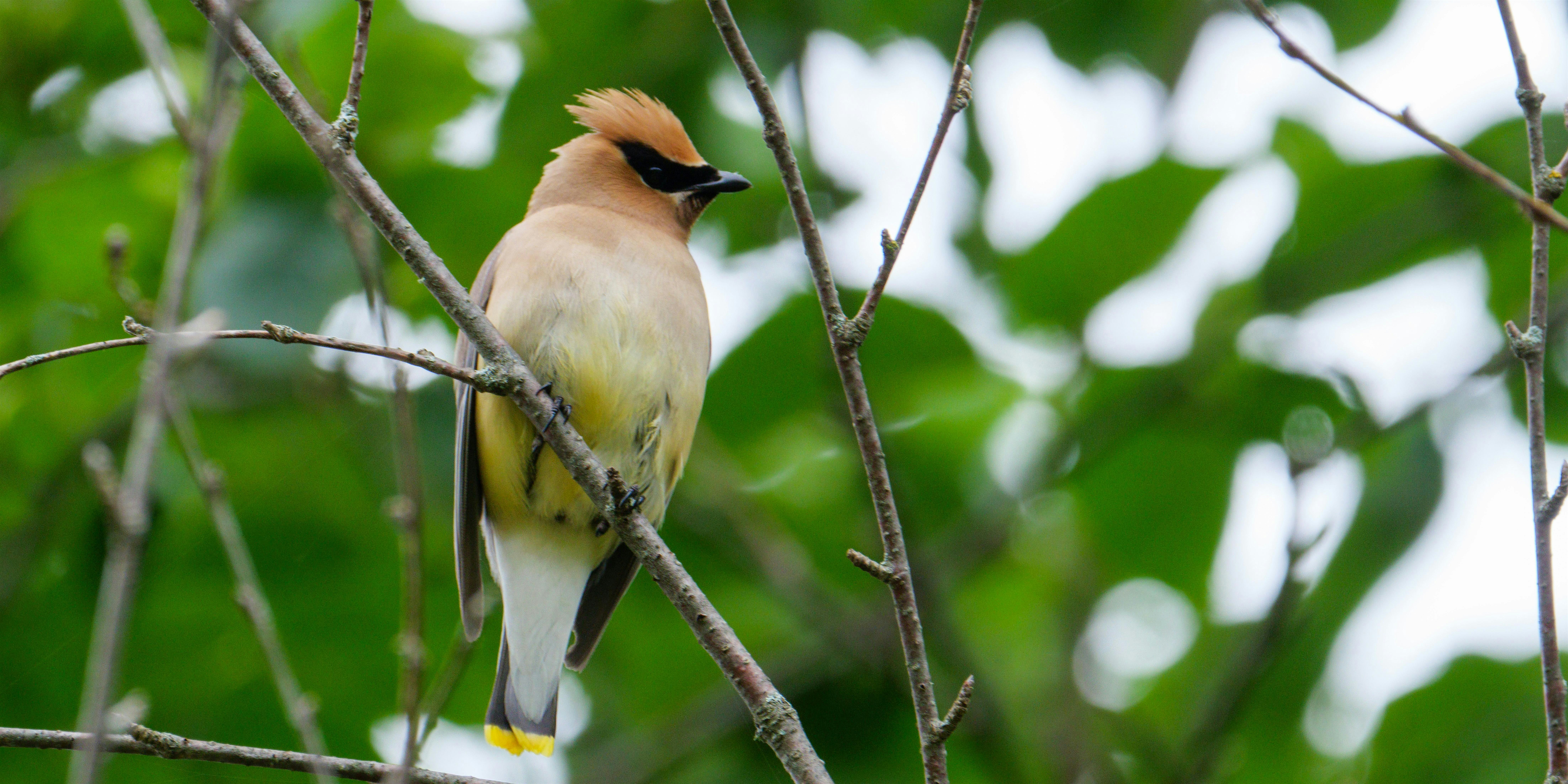 Fall Bird Walk- Saturday, September 19