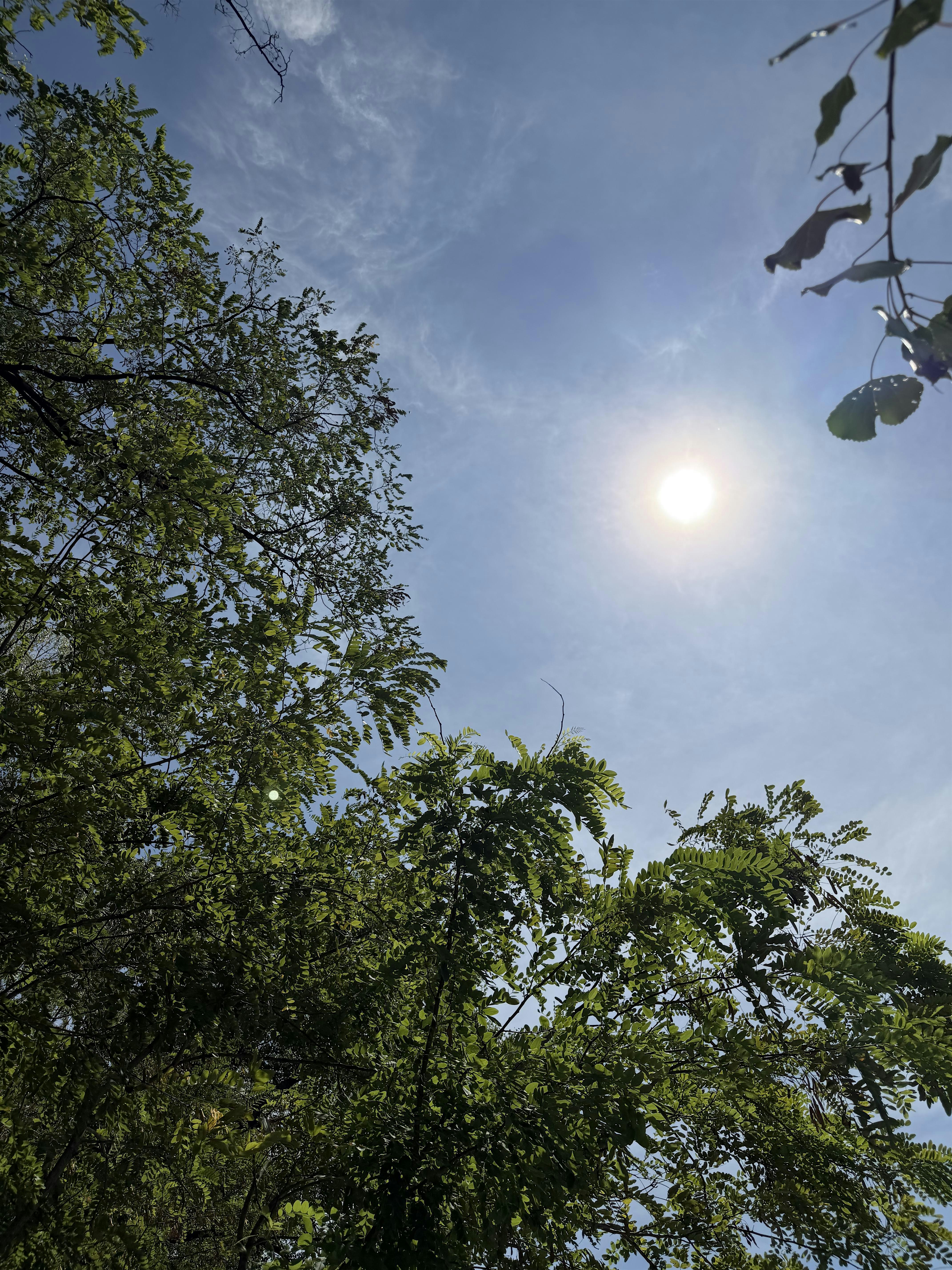 Tra Cielo e Radici