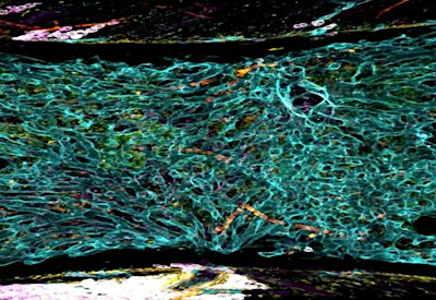Molecular Haemopoiesis 29