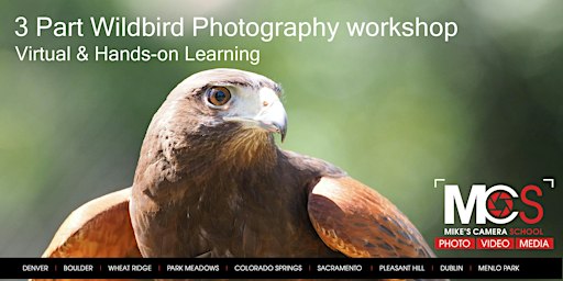 3pt Birds of Prey Photography Workshop with HawkQuest  - CO 2026