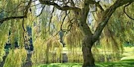 The Guardianship of "YEW" Meditation with Debbie