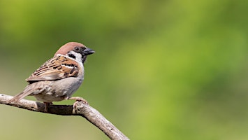 Sortie "Les oiseaux près de chez nous" à Bantzenheim