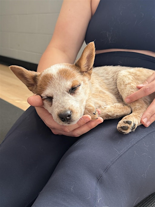 Rescue Puppy Yoga - Highland Tap & Burger